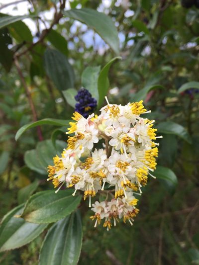 Miconia crocea, photographed by Diego F. Cisneros-Heredia