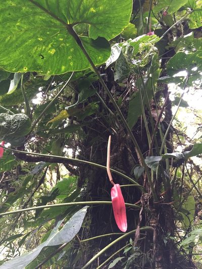 Anthurium bustamanteae, photographed by Diego F. Cisneros-Heredia