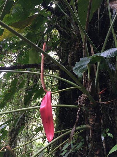 Anthurium bustamanteae, photographed by Diego F. Cisneros-Heredia