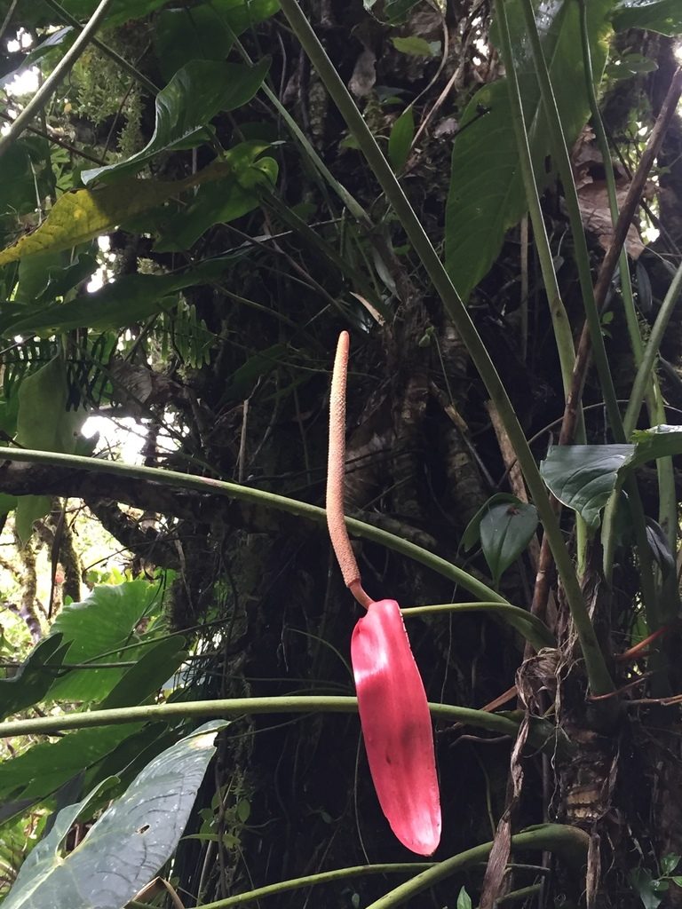 Anthurium bustamanteae, photographed by Diego F. Cisneros-Heredia