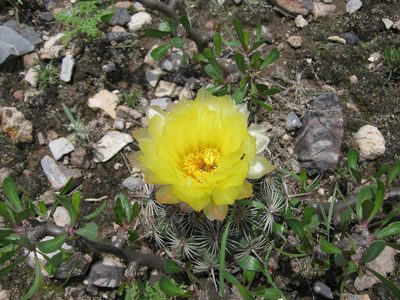 Coryphantha echinoidea, photographed by Pedro Nájera Quezada