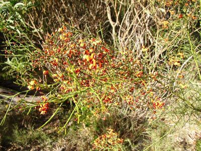 Daviesia divaricata, photographed by Tony Rebelo