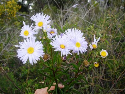 Olearia rudis, photographed by Tony Rebelo