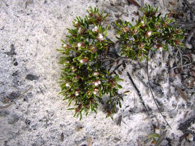 Stenanthemum humile, photographed by Tony Rebelo
