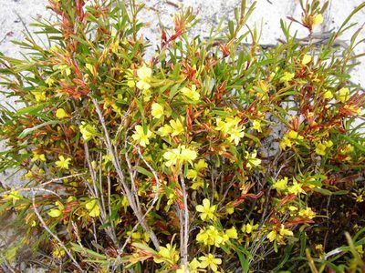 Hibbertia subvaginata, photographed by Tony Rebelo