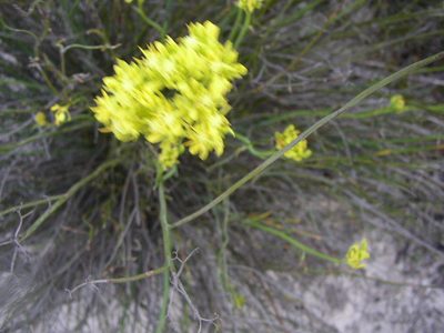 Glischrocaryon aureum, photographed by Tony Rebelo