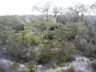 Hakea psilorrhyncha, photographed by Tony Rebelo