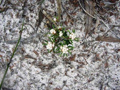 Stenanthemum humile, photographed by Tony Rebelo