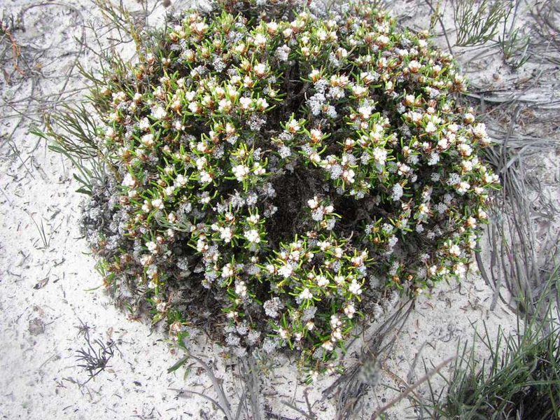 Stenanthemum humile, photographed by Tony Rebelo