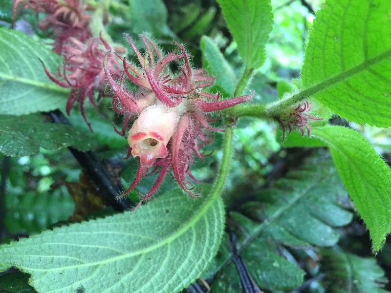 Alloplectus weirii, photographed by Diego F. Cisneros-Heredia