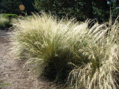 Nassella tenuissima, photographed by Annika Lindqvist