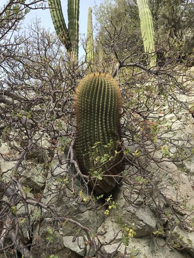 Ferocactus diguetii, photographed by Sula Vanderplank