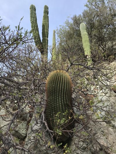 Ferocactus diguetii, photographed by Sula Vanderplank