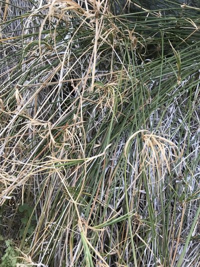 Cyperus dioicus, photographed by Sula Vanderplank