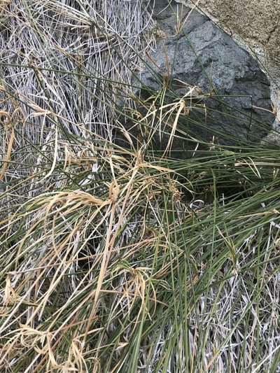 Cyperus dioicus, photographed by Sula Vanderplank