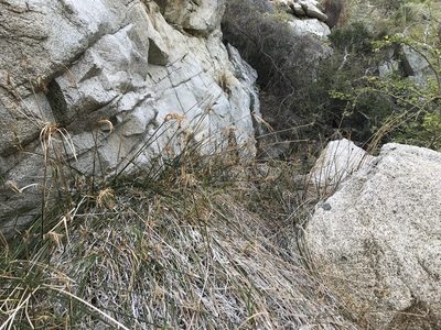 Cyperus dioicus, photographed by Sula Vanderplank