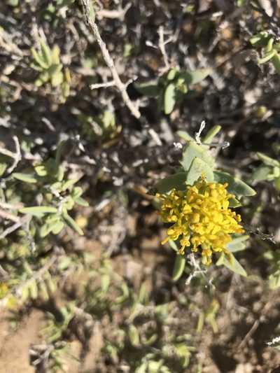 Coulterella capitata, photographed by Sula Vanderplank