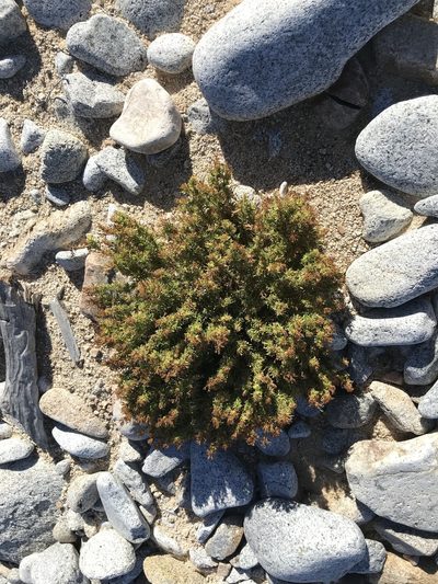Stenotis mucronata, photographed by Sula Vanderplank