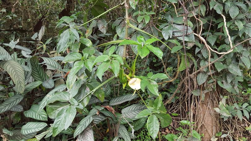 Syngonium neglectum, photographed by alessandradalia