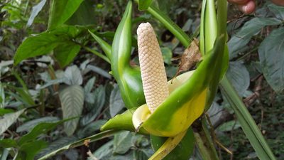 Syngonium neglectum, photographed by alessandradalia