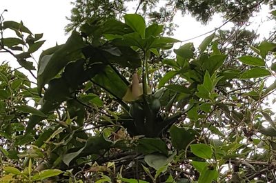 Syngonium neglectum, photographed by alessandradalia