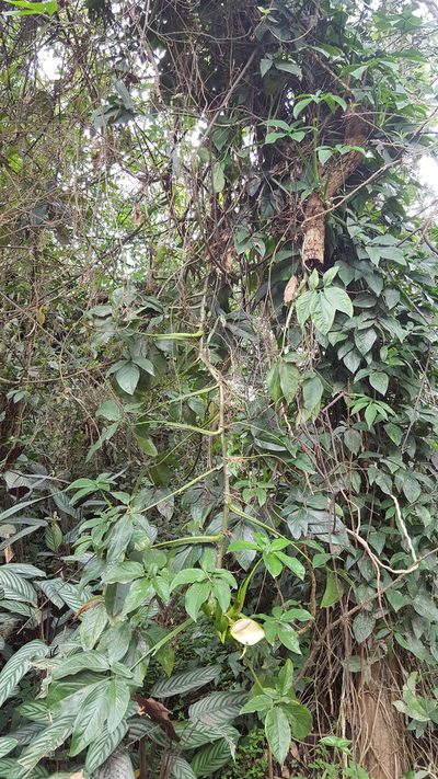 Syngonium neglectum, photographed by alessandradalia