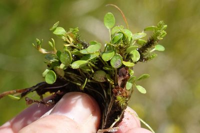 Azorella cockaynei, photographed by John Barkla