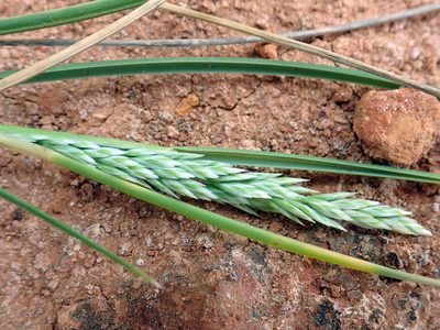 Poa chathamica, photographed by Peter de Lange