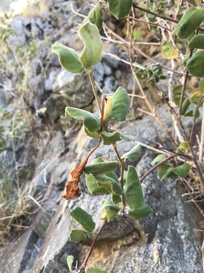 Mandevilla hesperia, photographed by Sula Vanderplank