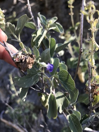 Salvia platycheila, photographed by Sula Vanderplank
