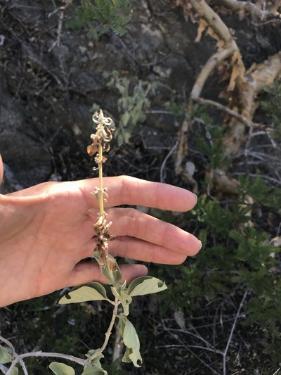 Salvia platycheila, photographed by Sula Vanderplank