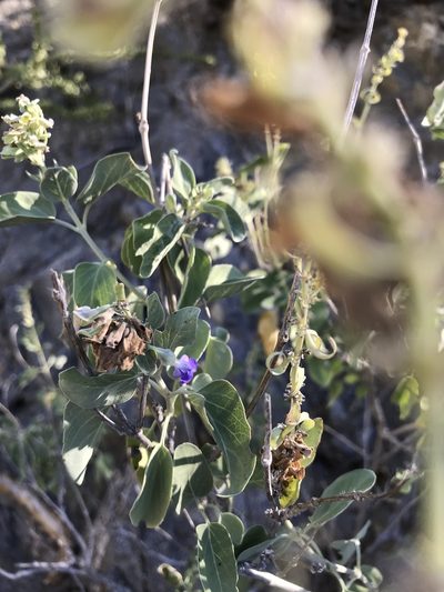 Salvia platycheila, photographed by Sula Vanderplank