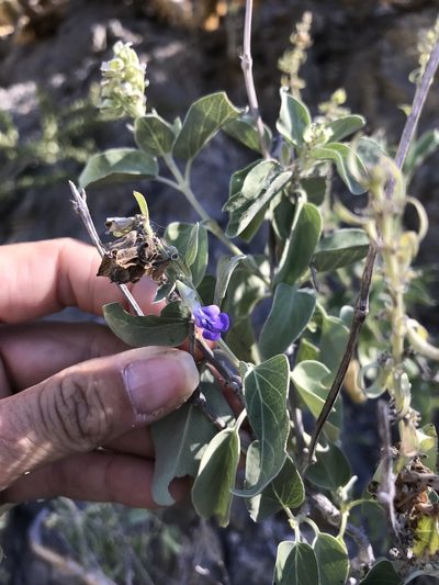 Salvia platycheila, photographed by Sula Vanderplank