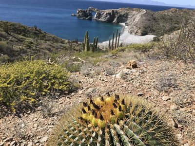 Ferocactus diguetii, photographed by Sula Vanderplank
