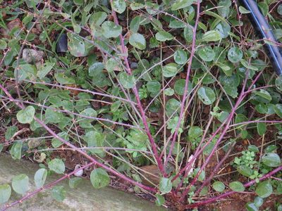 Capparis spinosa, photographed by Daniel Cahen