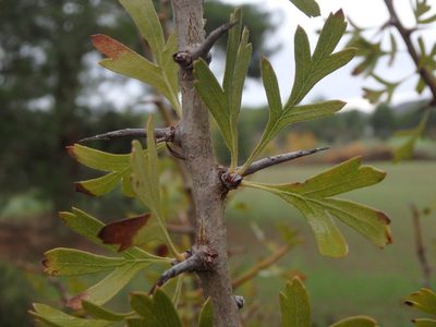 Crataegus azarolus, photographed by Daniel Cahen