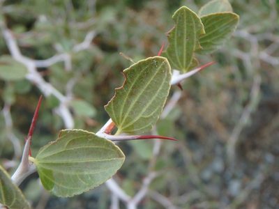 Ziziphus lotus, photographed by Daniel Cahen