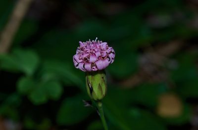 Acourtia runcinata, photographed by Michelle W. （鍾偉瑋）