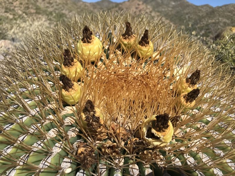 Ferocactus diguetii, photographed by Sula Vanderplank