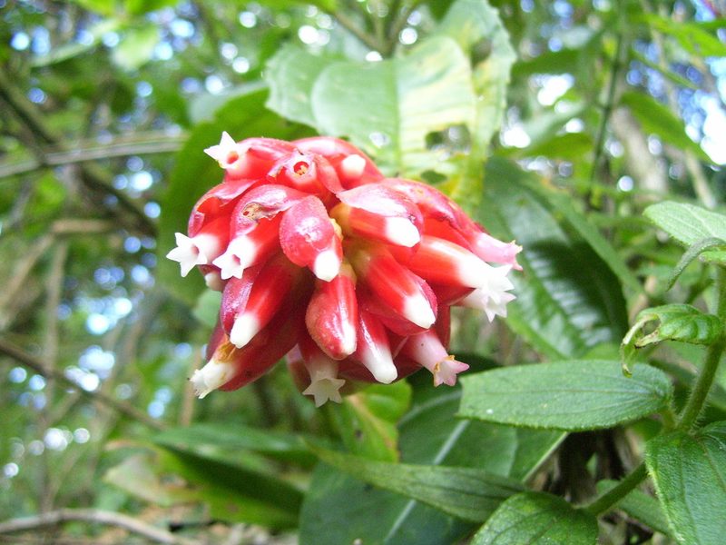 Cavendishia nitida, photographed by Oscar Marín