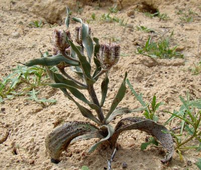 Fritillaria karelinii, photographed by Юрий Данилевский (Yuriy Danilevsky)