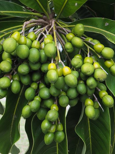 Semecarpus longifolius, photographed by 葉子