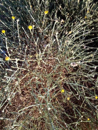 Pulicaria undulata, photographed by Karim Haddad