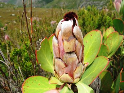 Protea stokoei, photographed by linkie