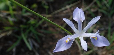Moraea elliotii, photographed by Peter Warren