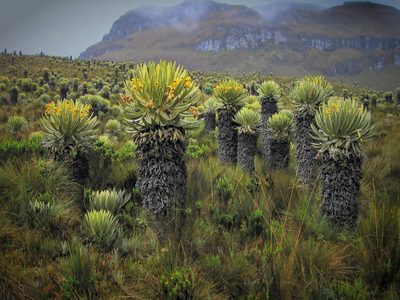 Espeletia hartwegiana, photographed by Oscar Marín