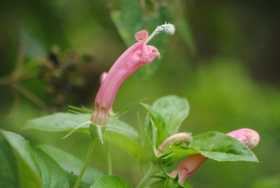 Centropogon cornutus, photographed by Oscar Marín