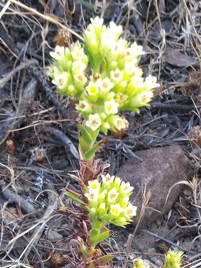 Crassula flava, photographed by Chris Vynbos