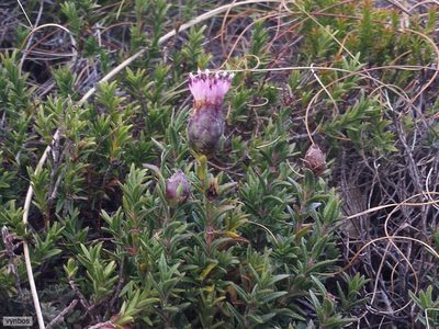 Pteronia hirsuta, photographed by Chris Vynbos