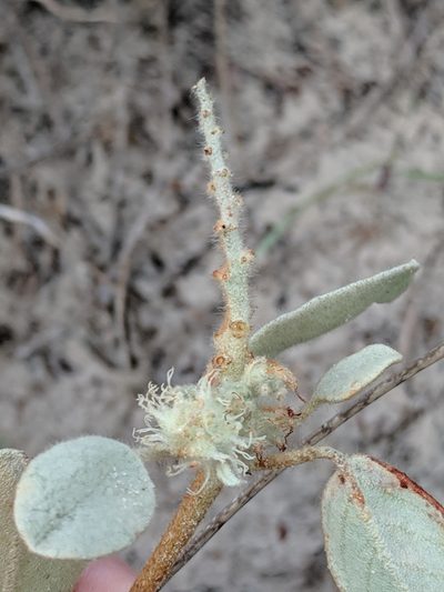Croton coryi, photographed by Alison Northup